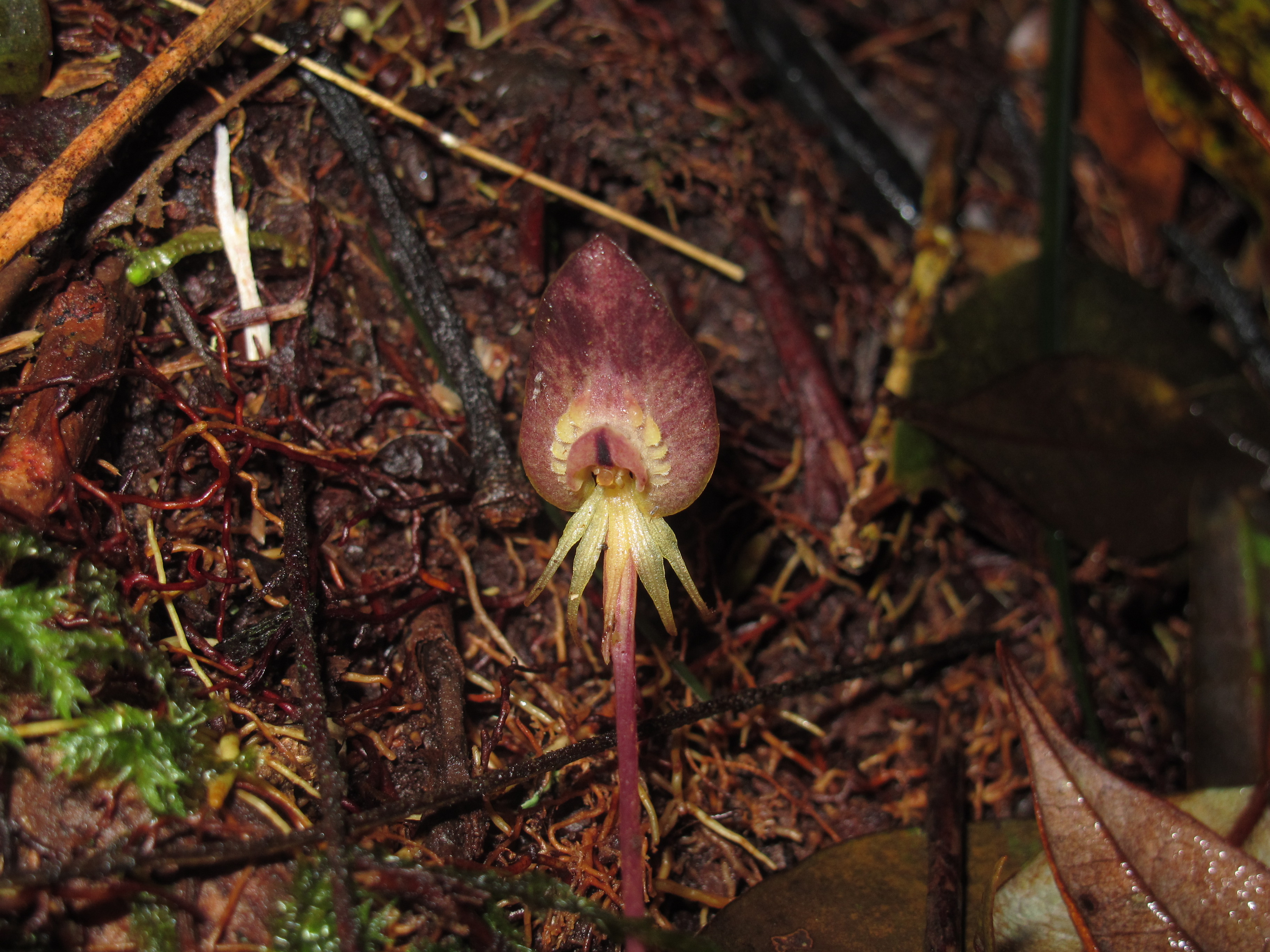 Представитель Семейства Corsiaceae